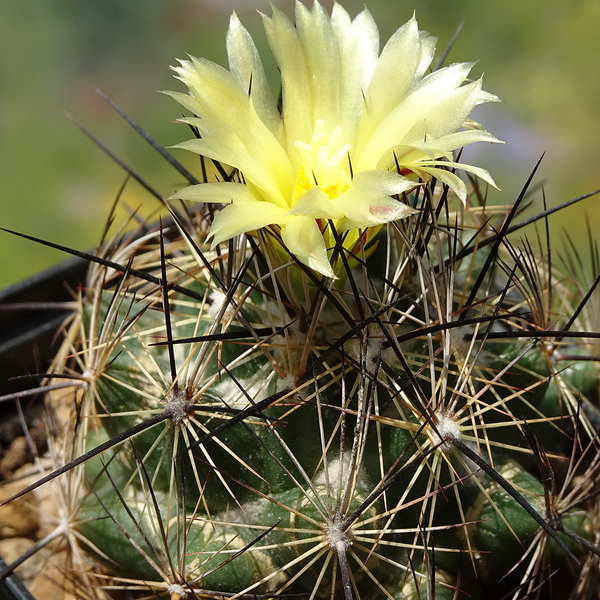 DSC05609Coryphantha nickelsiae