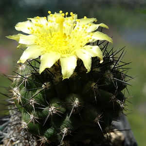 DSC05610Copiapoa