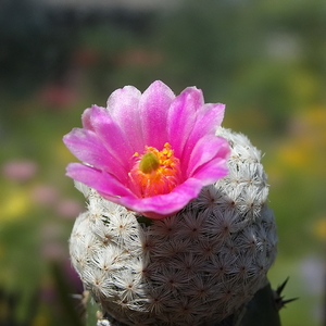 DSC05612Mammillaria herrerae