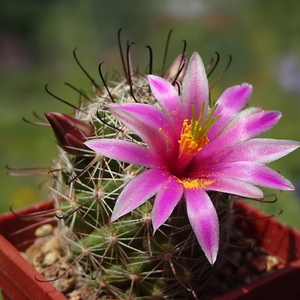 DSC05617Mammillaria alamensis WM 8360