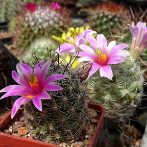 DSC05619Mammillaria boolii SB433