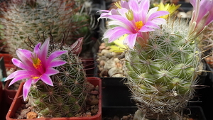 DSC05620Mammillaria alamensis WM 8360 i boolii SB433