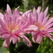 DSC05628Gymnocalycium buenekerii