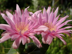 DSC05628Gymnocalycium buenekerii