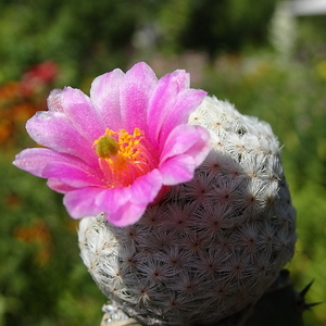 DSC05630Mammillaria herrerae