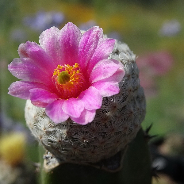 DSC05631Mammillaria herrerae