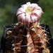 DSC05637Gymnocalycium friedrichii