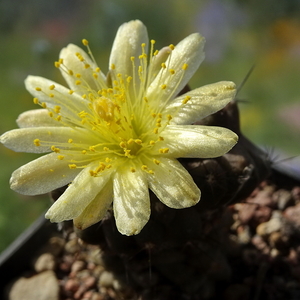 DSC05638Copiapoa esmeraldana