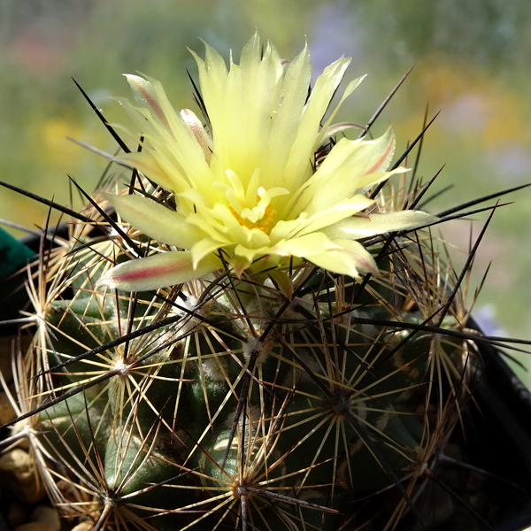 DSC05639Coryphantha nickelsiae