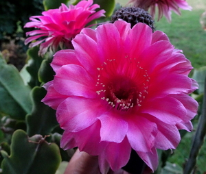 DSC05655Echinopsis Peace Eros