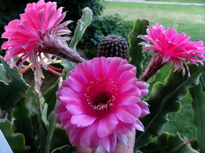 DSC05656Echinopsis Peace Eros