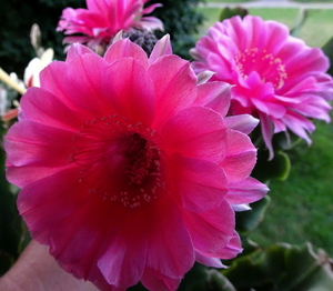 DSC05657Echinopsis Peace Eros