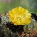 DSC04945Acanthocalycium glaucum