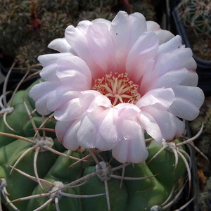 DSC04948Gymnocalycium ritterianum