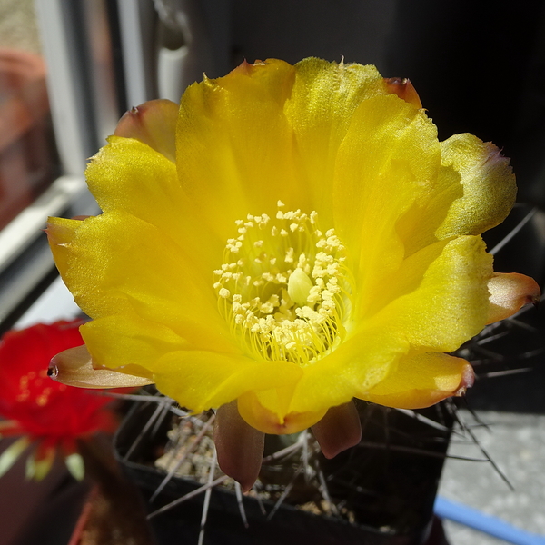 DSC04953Acanthocalycium thionanthum v. griseum TB355.1