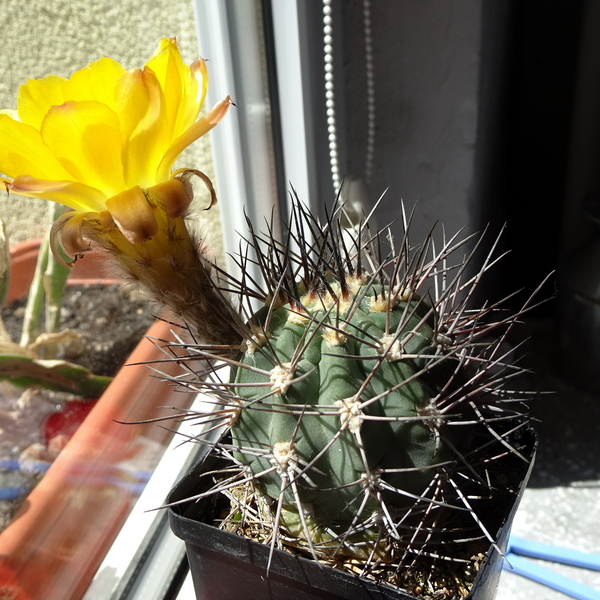 DSC04954Acanthocalycium thionanthum v. griseum TB355.1