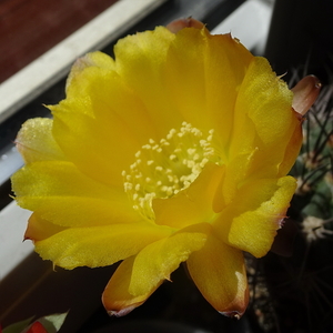 DSC04961Acanthocalycium thionanthum v. griseum TB355.1