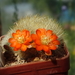 DSC05719Rebutia spinosissima v. aurea WR 318