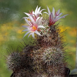 DSC05725Mammillaria fraileana