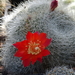 DSC05730Rebutia wessneriana cv. Ruby