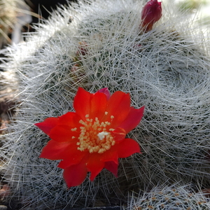 DSC05730Rebutia wessneriana cv. Ruby