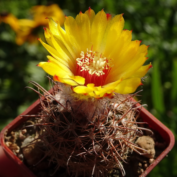 DSC05837Parodia mercedesiana DH157