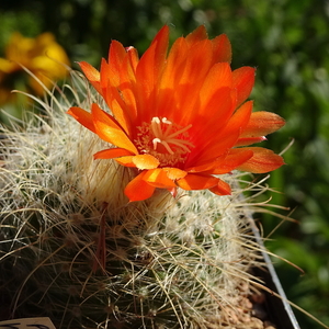 DSC05839Parodia herzogii TB738.2