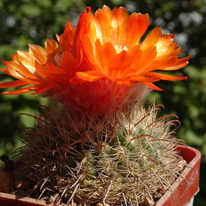 DSC05848Parodia rubellihamata P253