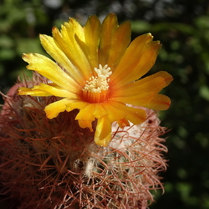 DSC05850Parodia cachiana ME88 AB