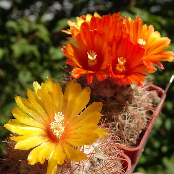 DSC05851Parodia cachiana ME88