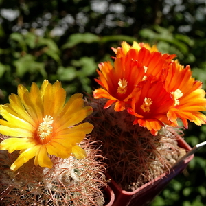 DSC05853Parodia cachiana ME88