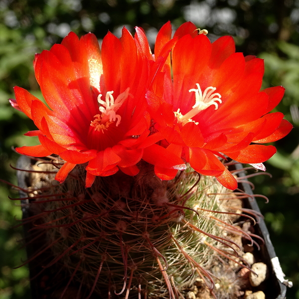 DSC05855Parodia glischrocarpa f.