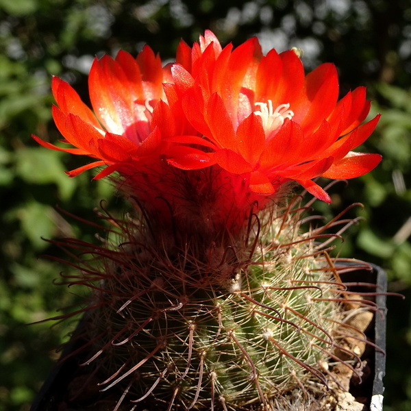 DSC05856Parodia glischrocarpa f.