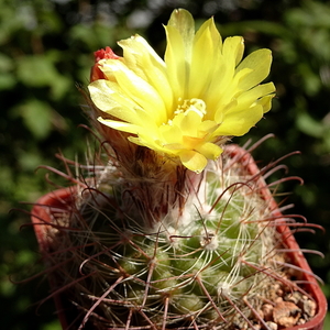 DSC05858Parodia albo-fuscata TB657.2