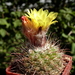 DSC05859Parodia albo-fuscata TB657.2