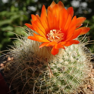 DSC05861Parodia herzogii TB738.2