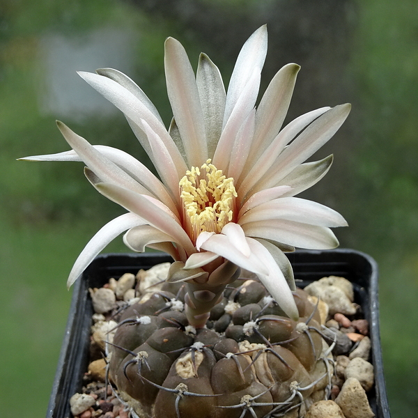 DSC06032Gymnocalycium berchtii VS 161