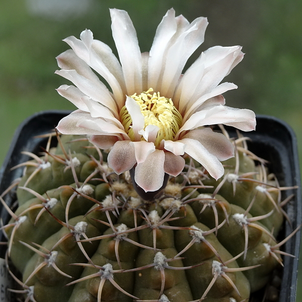 DSC06034Gymnocalycium ochoterenae v. cinereum