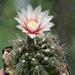 DSC06036Gymnocalycium poeschlii KFF 115