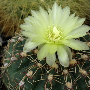 DSC06037Gymnocalycium leeanum