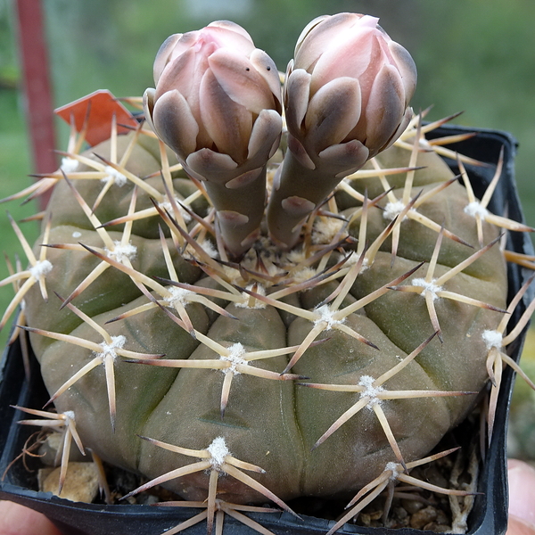 DSC06040Gymnocalycium kozelskianum