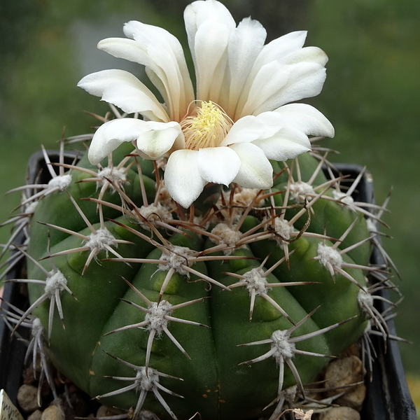 DSC06042Gymnocalycium nigriareolatum