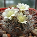 DSC06047Mammillaria nana