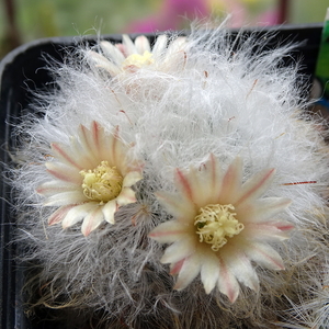 DSC06048Mammillaria bocasana multilanata