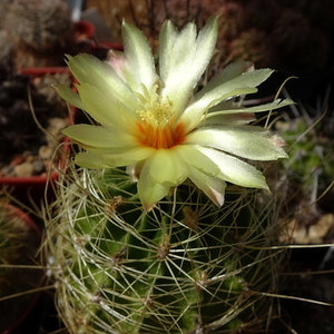 DSC06147Hamatocactus setispinus var. setaceus