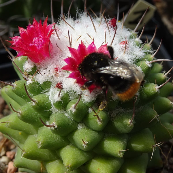 DSC06153Mammillaria polythele inermis