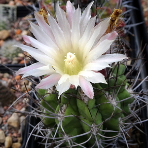 DSC06159Pyrrhocactus hankeanus nr1