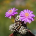 DSC03198Mammillaria therese