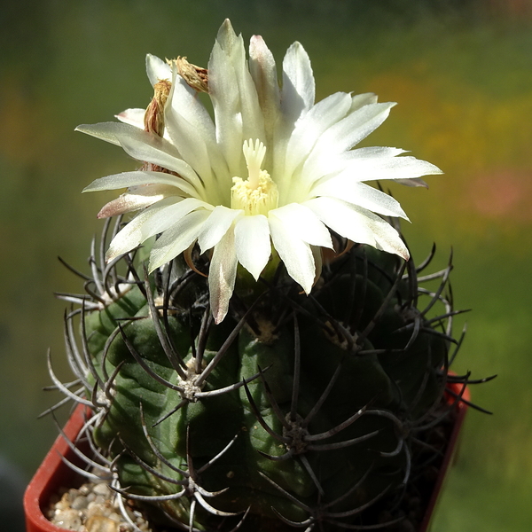 DSC06242Horridocactus keselringianu