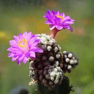 DSC06243Mammillaria therese